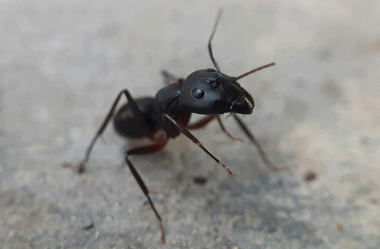 Ant Control Sherwood Park