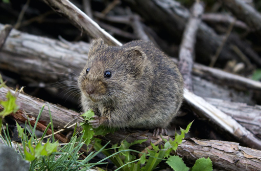 Mouse Control Sherwood Park