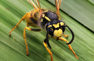 Wasp and Hornet Removal Sherwood Park